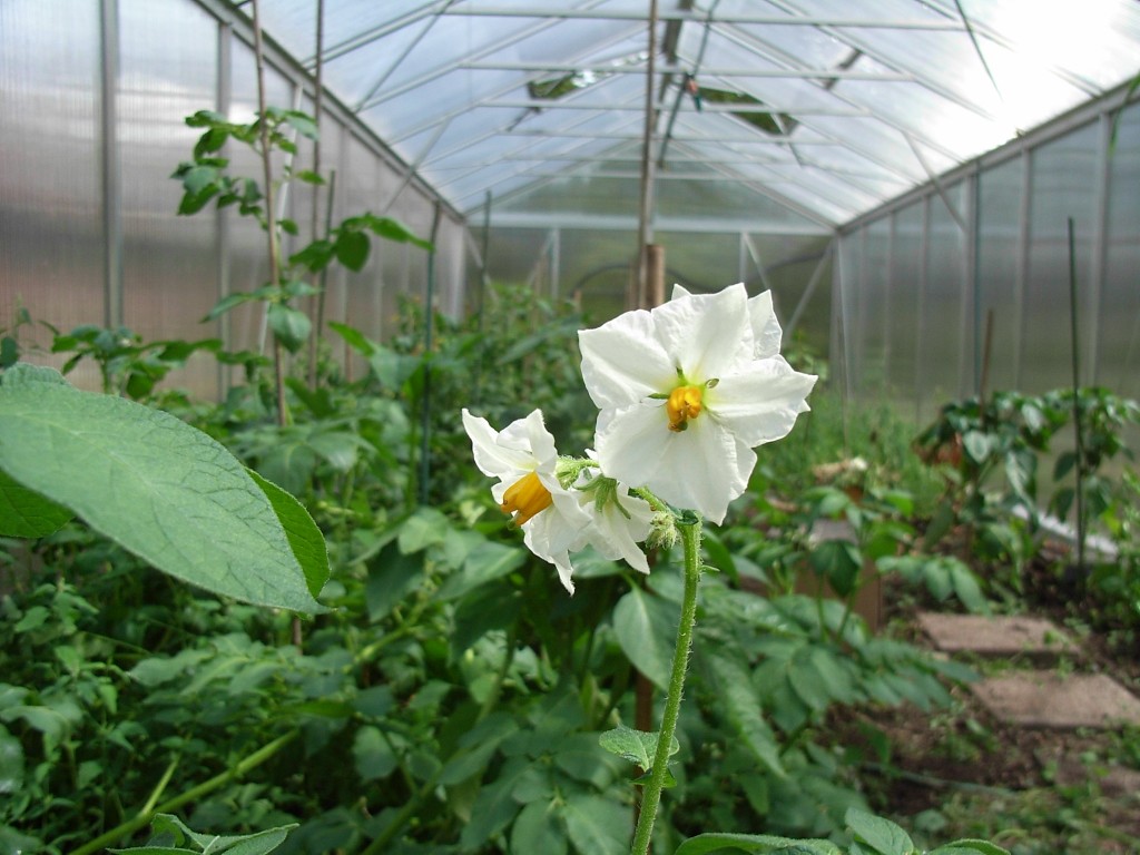 Potatis i växthuset som blommar.